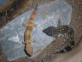 /album/fotogalerie-aqua-tera/brusleni-s-misou-a-kata-na-lyzaku-2008-085-jpg/